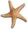 a starfish